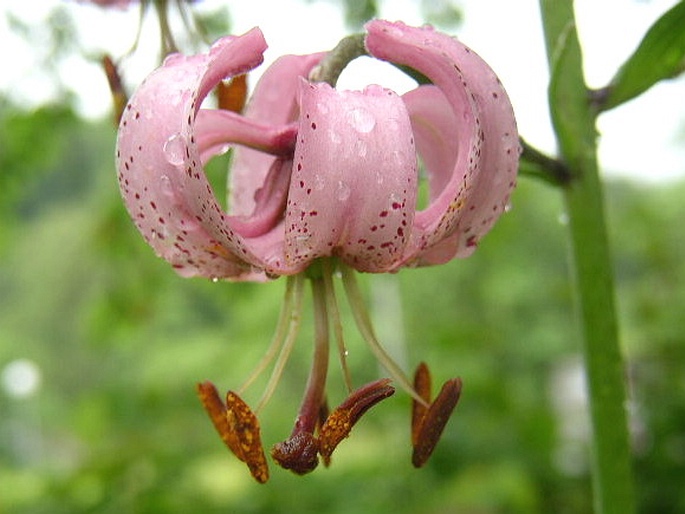 Lilium martagon