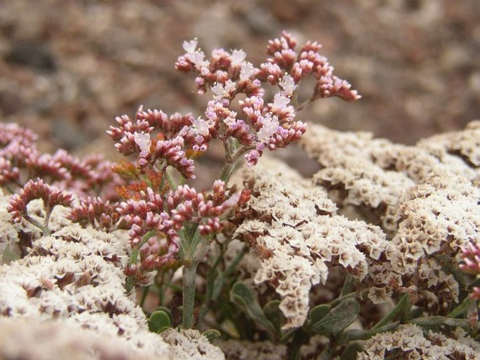 Limonium pectinatum