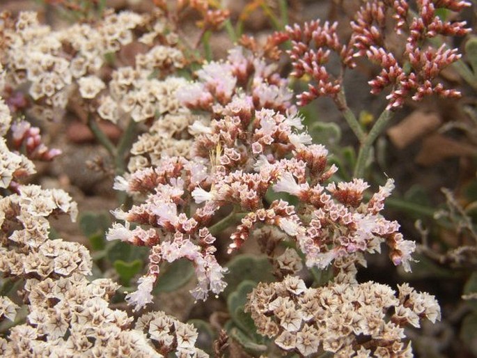 Limonium pectinatum