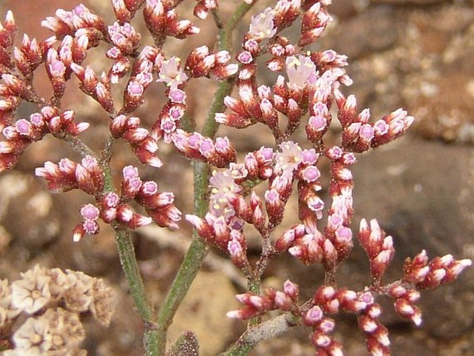 Limonium pectinatum