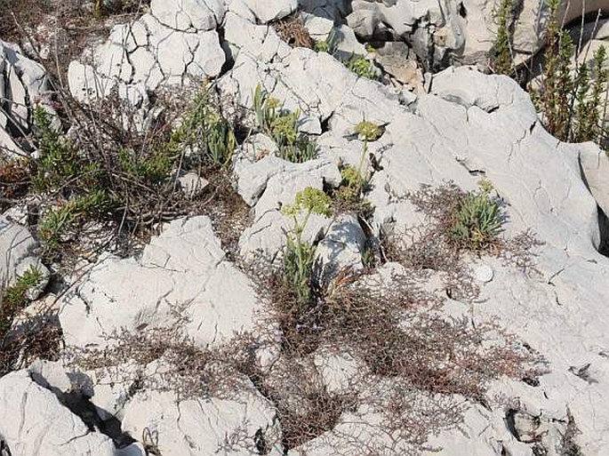 Limonium cancellatum