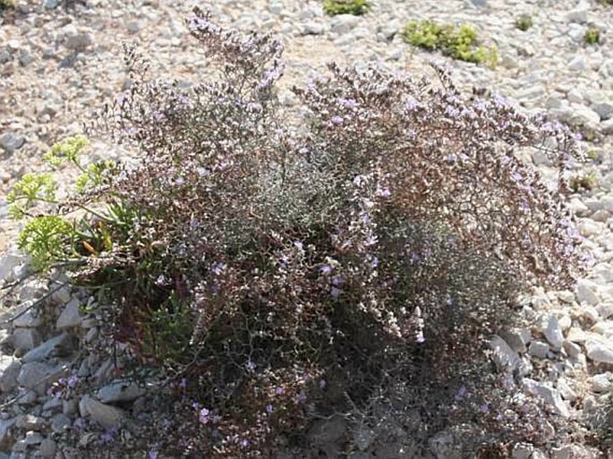 Limonium cancellatum