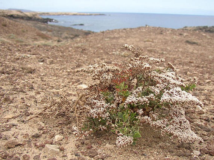 Limonium pectinatum