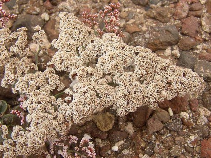 Limonium pectinatum