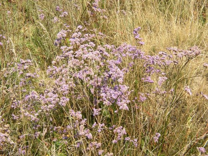 Limonium hungaricum