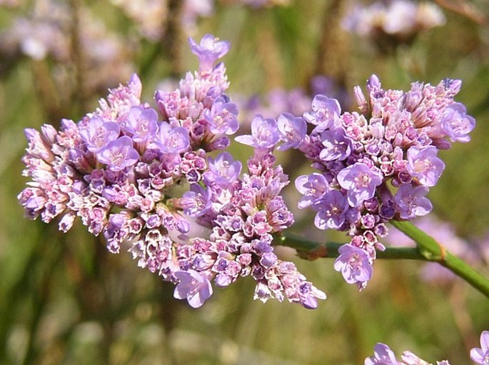 Limonium hungaricum