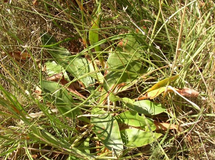 Limonium hungaricum