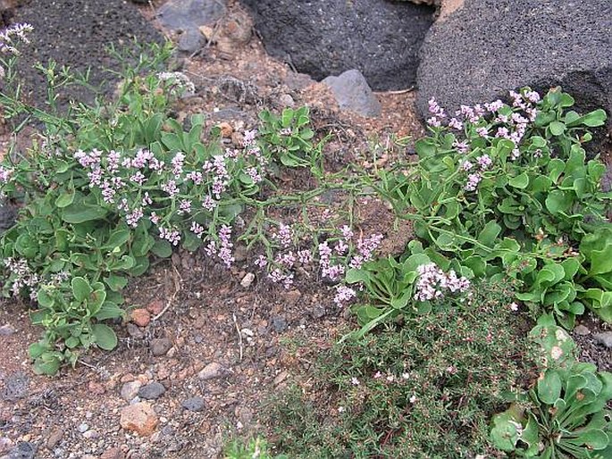 Limonium braunii