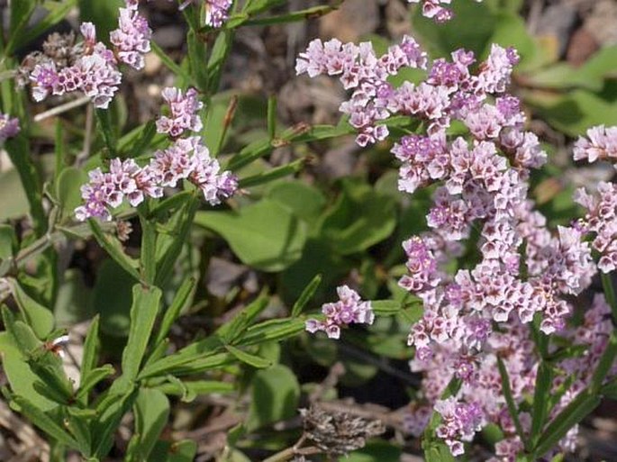 Limonium braunii