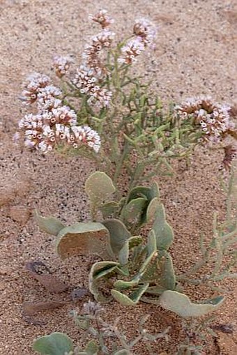 Limonium brunneri