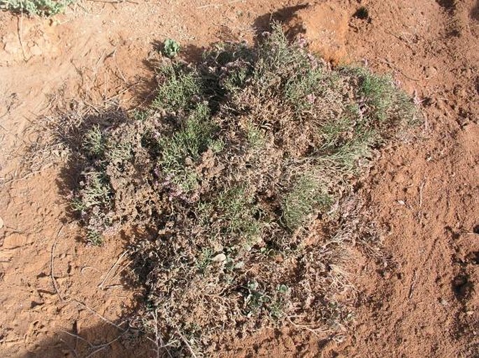 Limonium brunneri