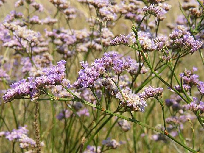 Limonium hungaricum