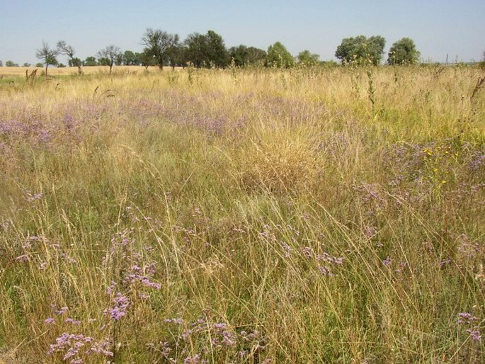 Limonium hungaricum