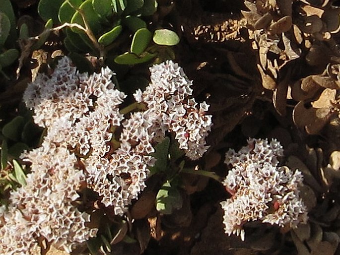 Limonium paulayanum