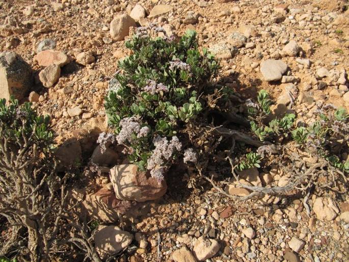 Limonium paulayanum