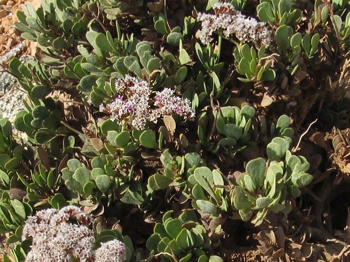 Limonium paulayanum