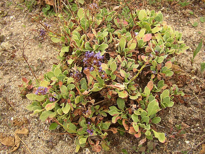 Limonium puberulum