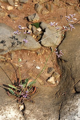 Limonium narbonense