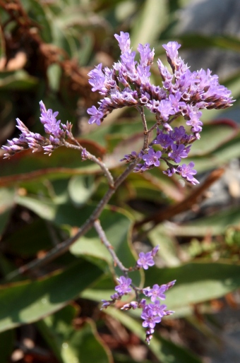 Limonium narbonense