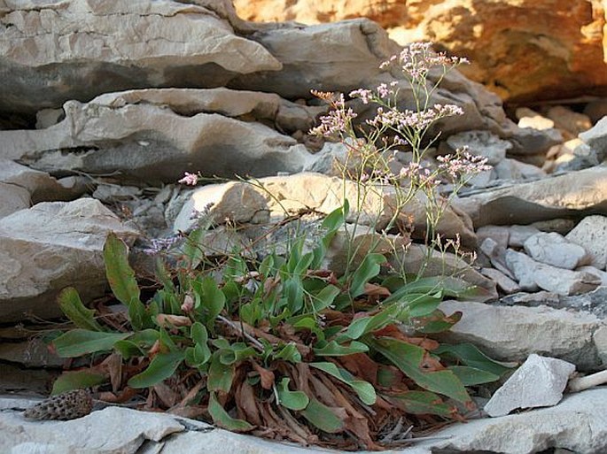 Limonium narbonense