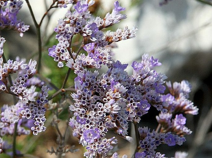 LIMONIUM NARBONENSE Mill. - limonka