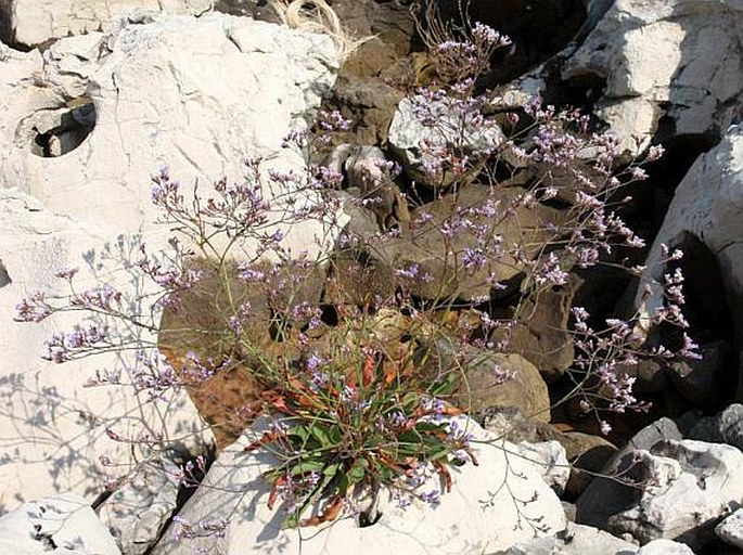 Limonium serotinum