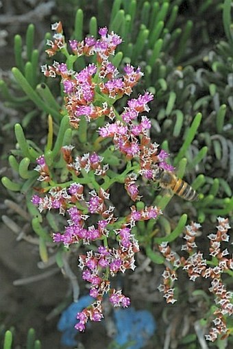 Limonium sokotranum