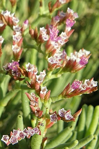 Limonium sokotranum