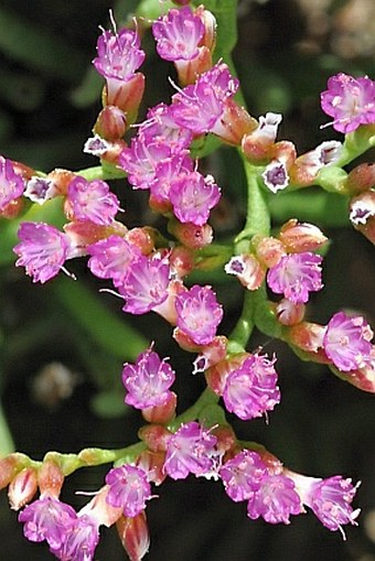 Limonium sokotranum