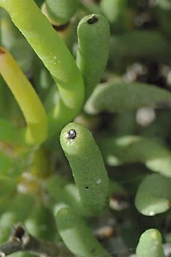 Limonium sokotranum