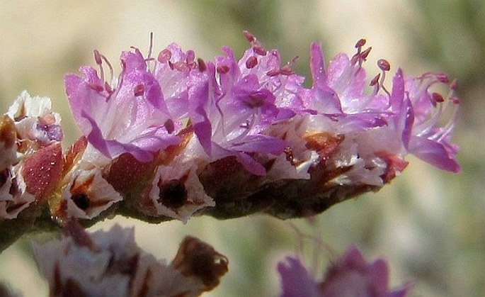 Limonium sokotranum