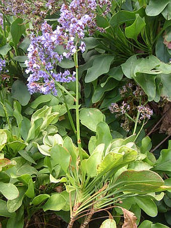 Limonium sventenii