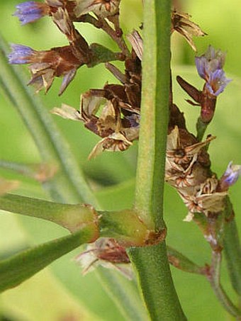 Limonium sventenii