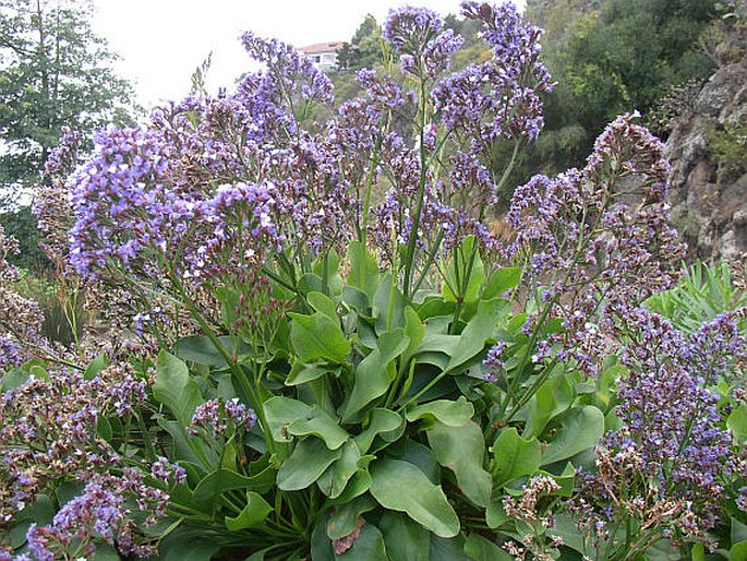 Limonium sventenii