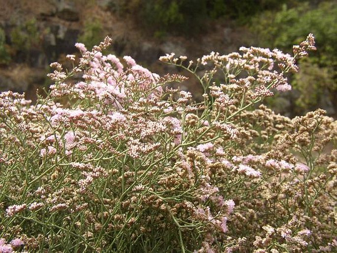 Limonium tuberculatum