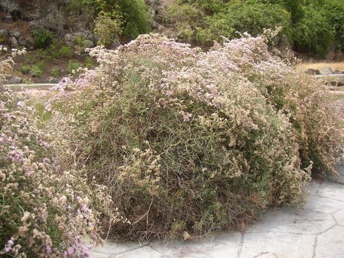 Limonium tuberculatum