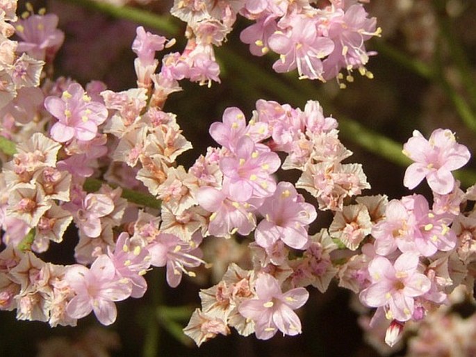 Limonium tuberculatum