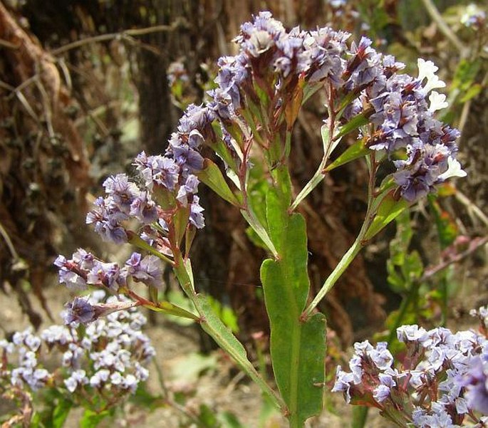 Limonium macropterum