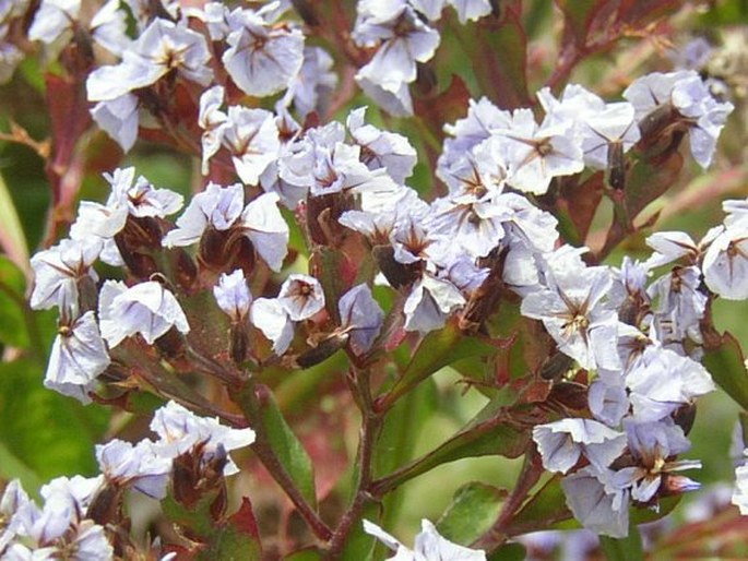 Limonium macropterum