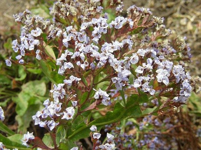 LIMONIUM MACROPTERUM (Webb et Berthel.) Kuntze – limonka