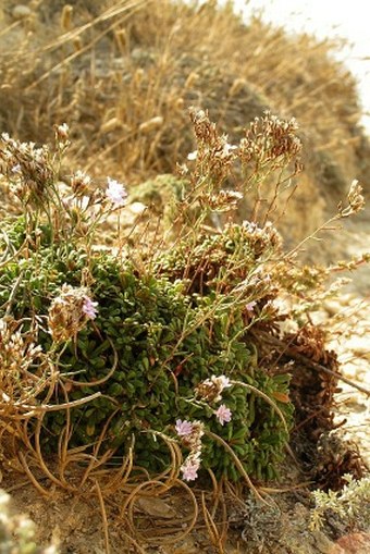 Limonium pseudominutum