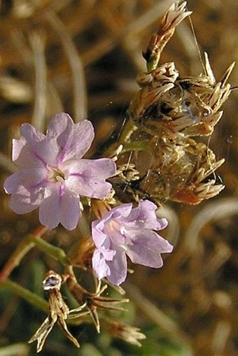 Limonium pseudominutum