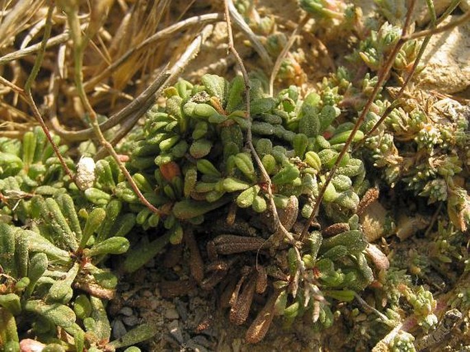 Limonium pseudominutum