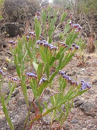 Limonium redivivum