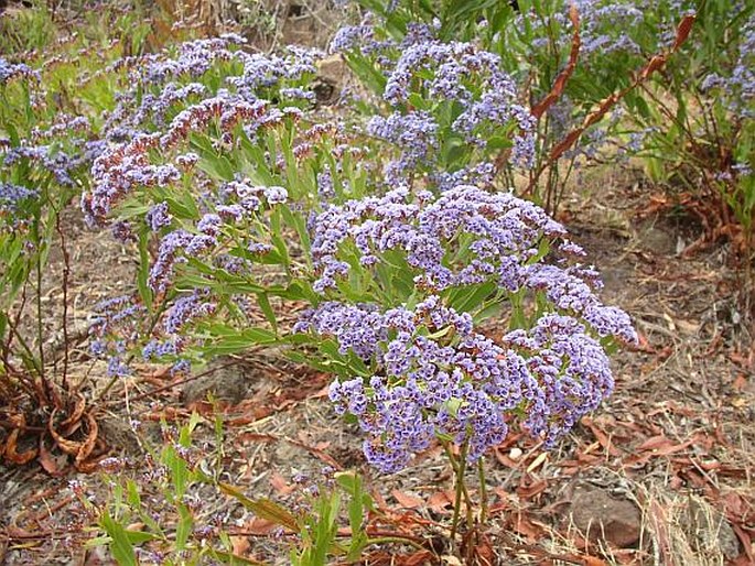 Limonium redivivum