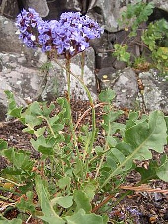 Limonium spectabile