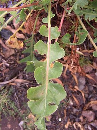 Limonium spectabile