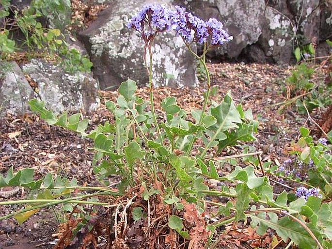 Limonium spectabile