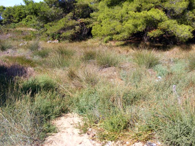 Limonium oleifolium