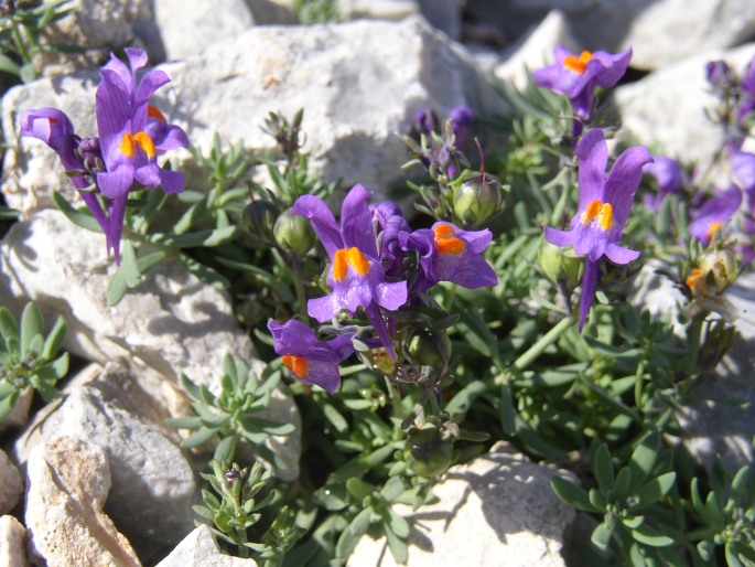 LINARIA ALPINA (L.) Mill. – lnice alpská / pyštek alpínsky